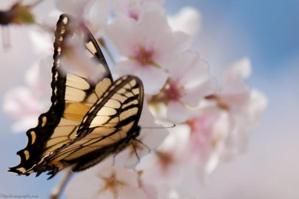 Butterfly gathering pollen