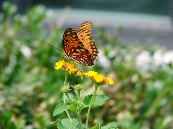 Butterfly in late summer