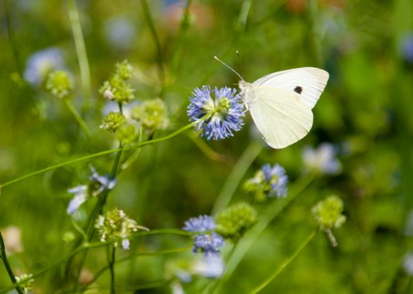 Butterfly in nature
