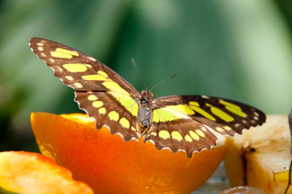 Butterfly in nature