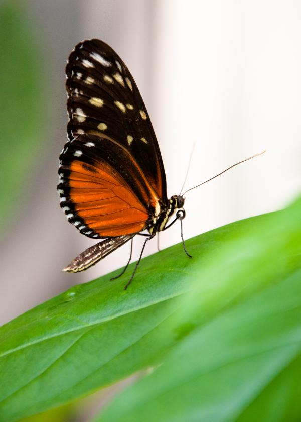 Butterfly in nature
