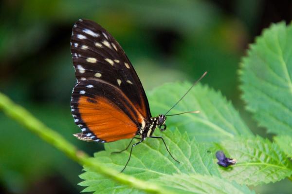 Butterfly in nature