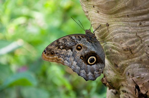 Butterfly in nature