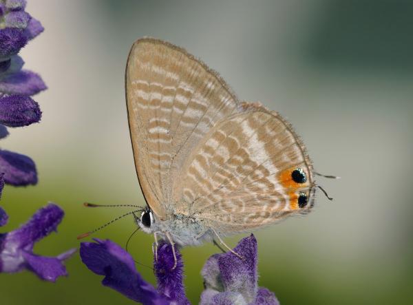 Butterfly in the Garden
