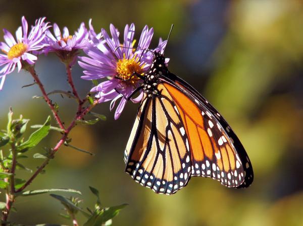 Butterfly in the Garden