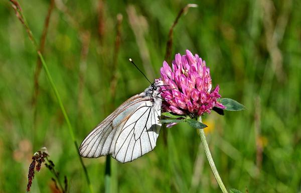 Butterfly in the Garden