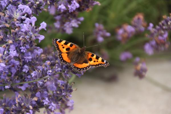 Butterfly in the Garden