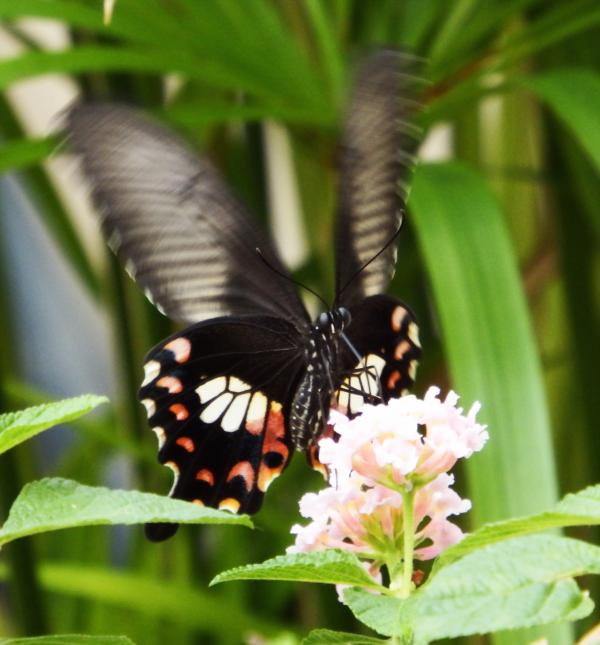 Butterfly on a Flower
