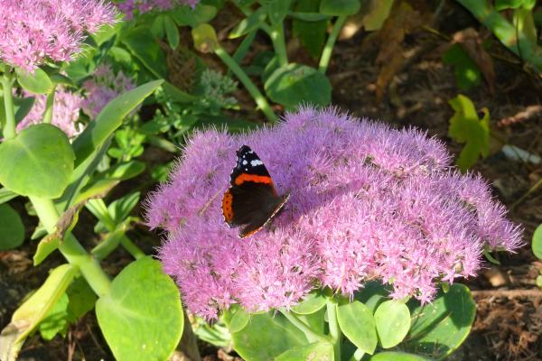 Butterfly on the Flowers