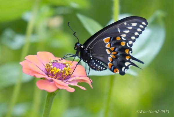 Swallow-tail butterfly