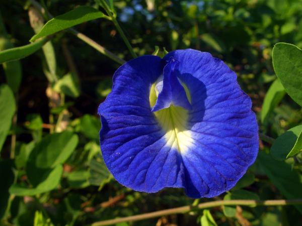 Butterfly pea flower - Clitoria ternatea