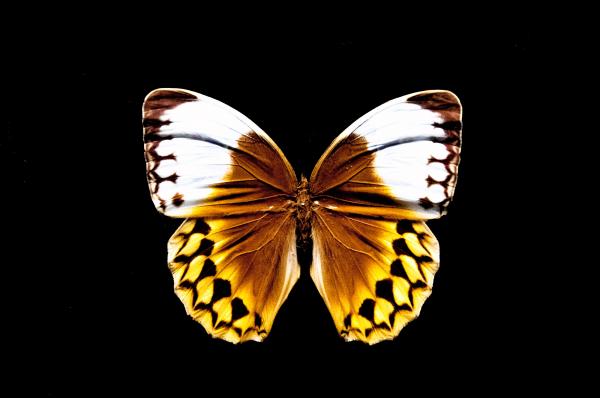 Butterfly with open wings