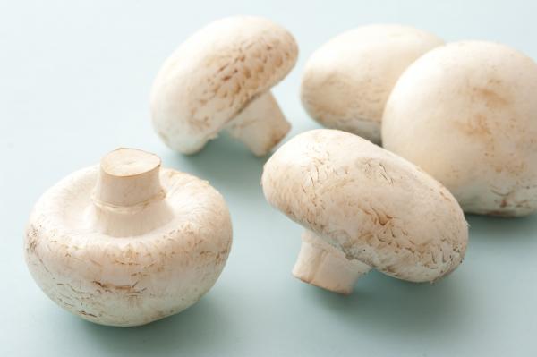 White mushroom