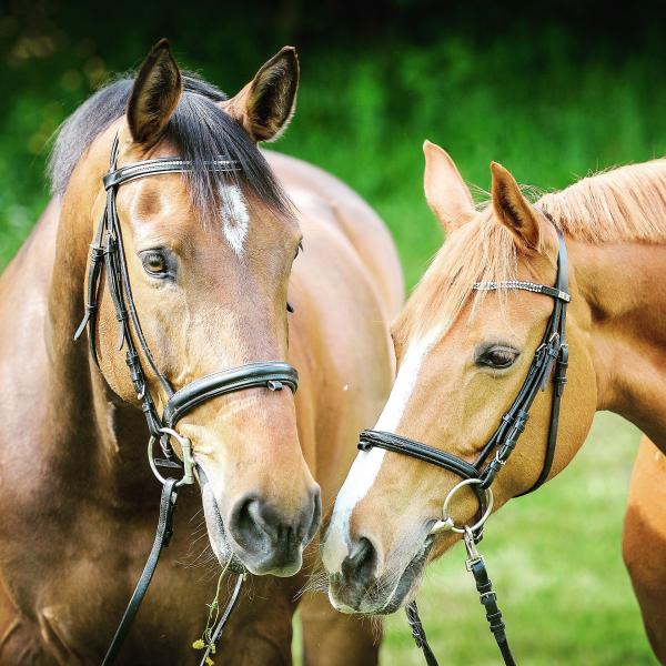 Caballos