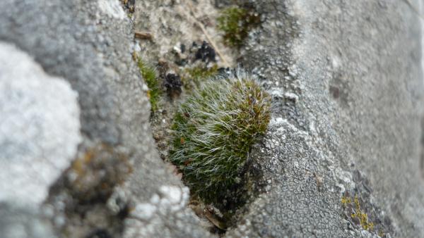 Cactulicious Plant between the rocks