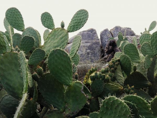 Cactus