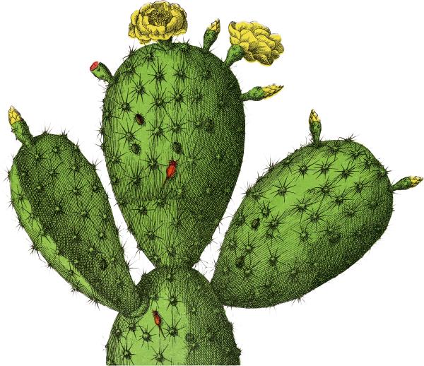 plant