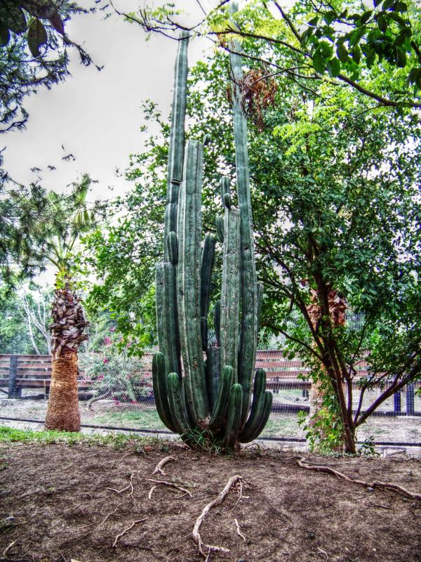 Cactus