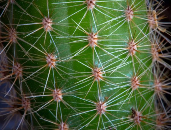 Cactus