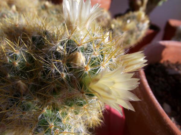 Cactus bloom