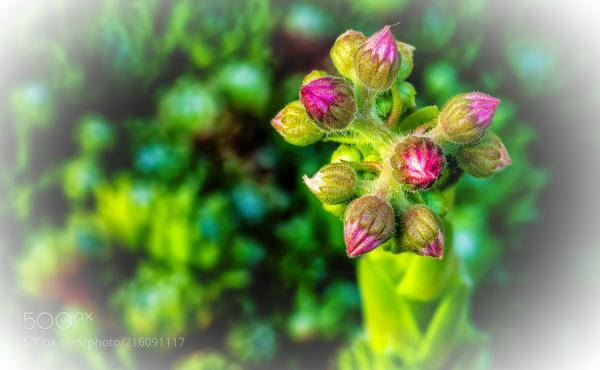 Cactus Flower Macro