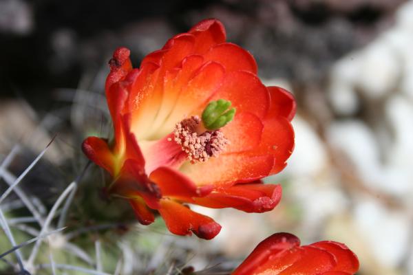 Cactus flowers