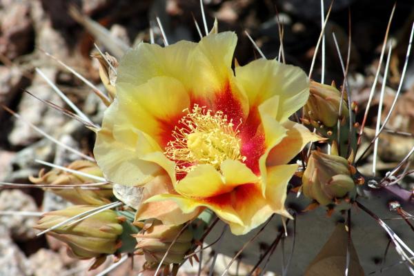 Cactus flowers