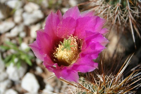 Cactus flowers