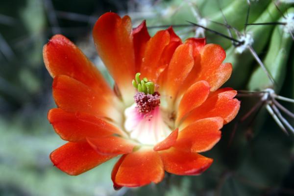 Cactus flowers