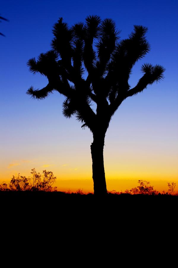 Cactus in the dark
