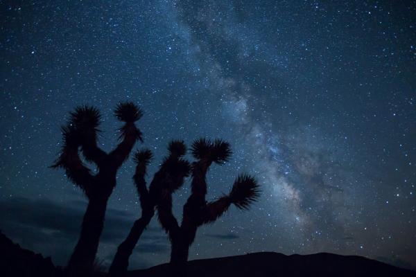 Cactus in the Desert