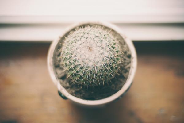 Cactus pot