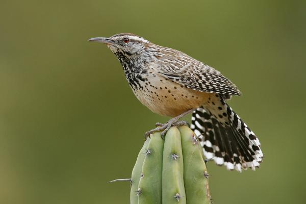 Cactus Wren
