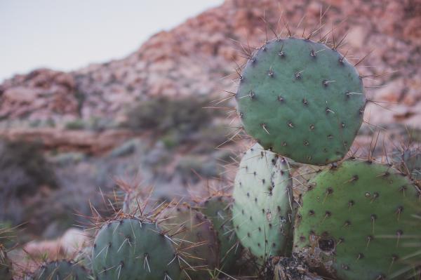 Cactus