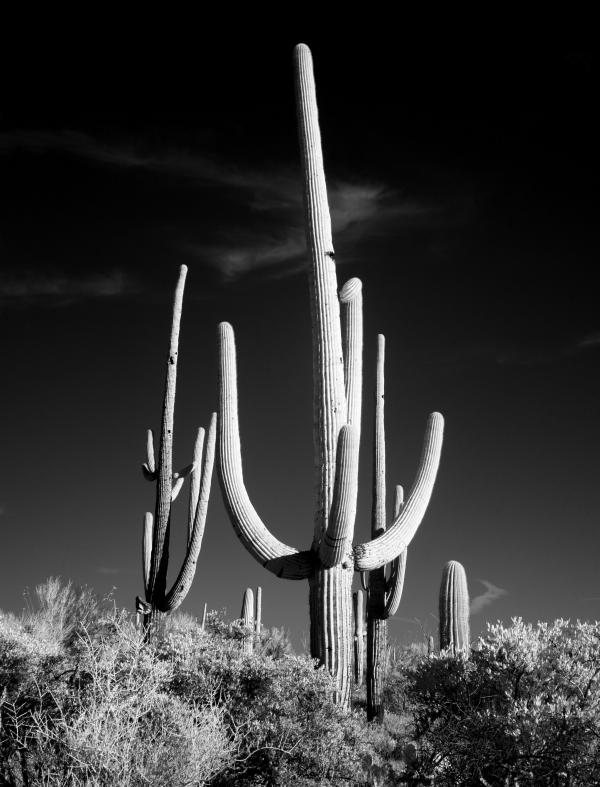 Cactuses in the Desert