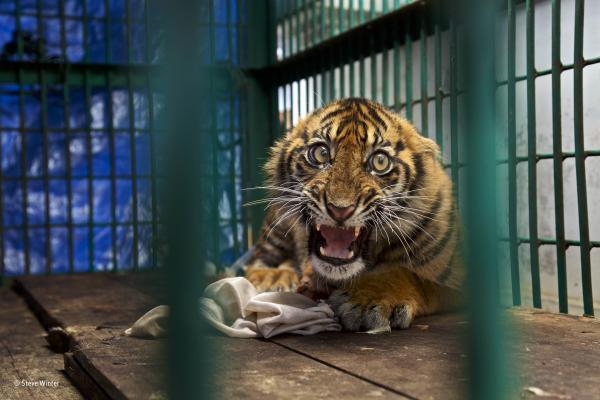 Caged Tiger II