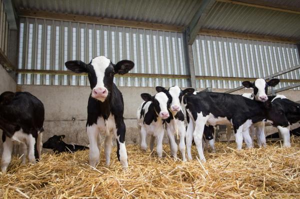 Farm Calf