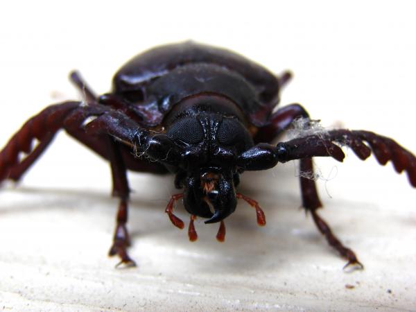 California prionus beetle