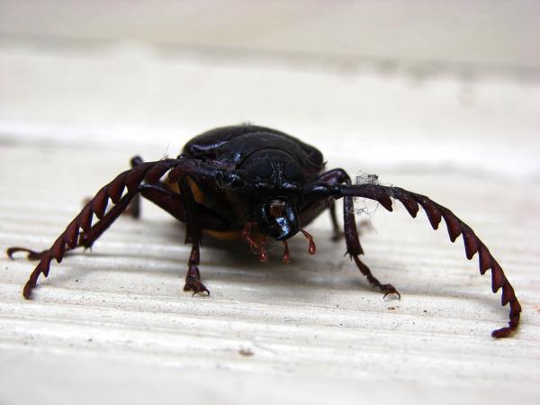 California prionus beetle