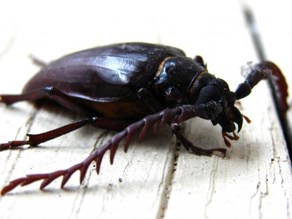 California prionus beetle