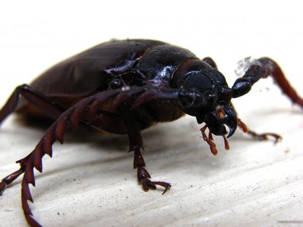 California prionus beetle