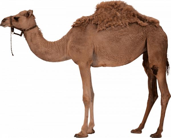 Camel