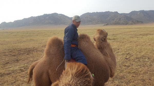 Camel Herder