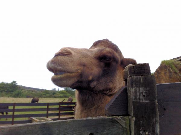 Camel in an open Zoo in Northern Spain