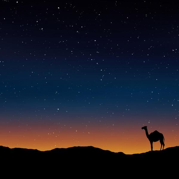 Camel in the Desert