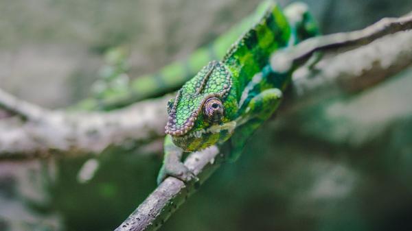Cameleon