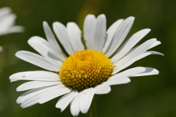 Camomile