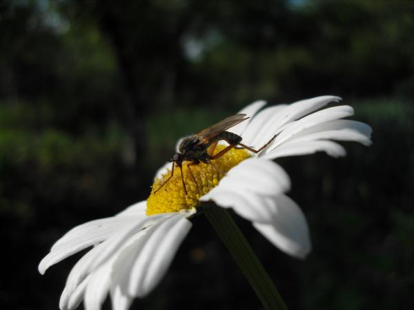 Camomile