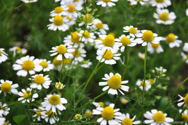 camomile