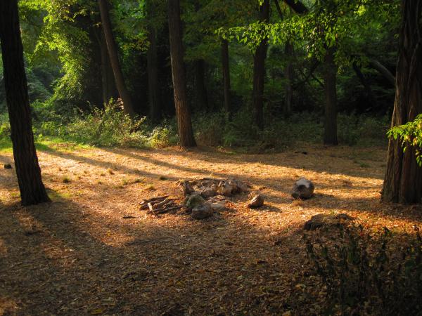 Camping place in the forest